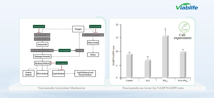 آلية النيكوتيناميد المضادة للأكسدة Antioxidant Mechanism of Nicotinamide